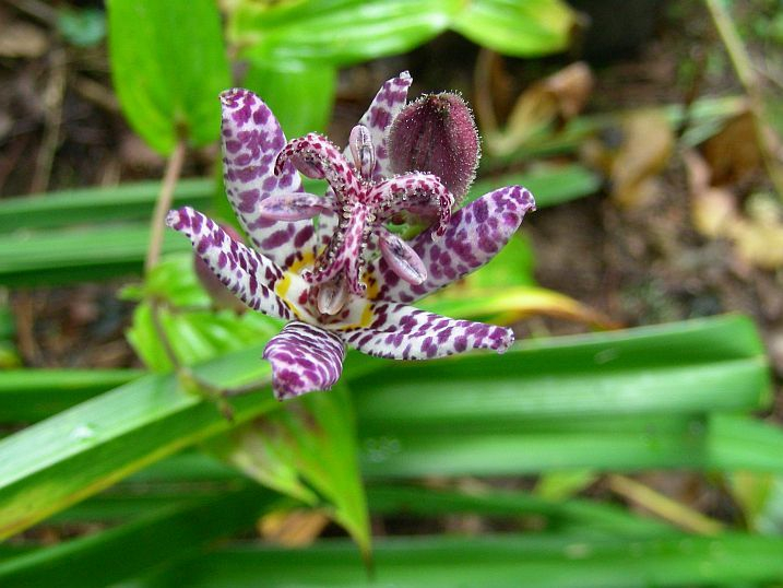 Formosa Krötenlilie[HUBEN]