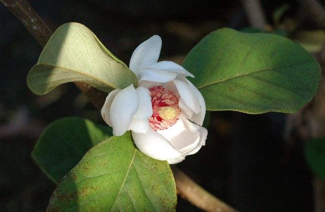 magnolia sieboldii