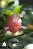chojiguruma