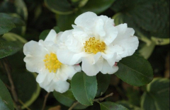 white lady