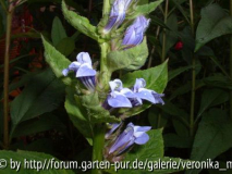 DSCF0106.JPG