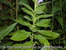 DSCF0107.JPG