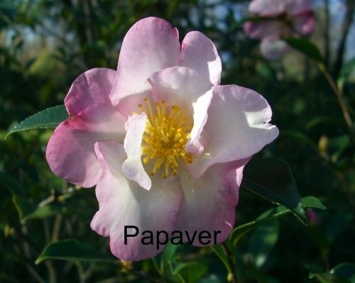 Falsche Papaver