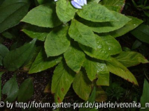 DSCF0108.JPG