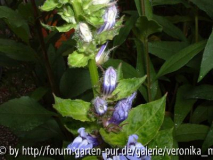 DSCF0109.JPG