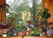 Am Fenster Oktober 09