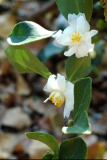 C.oleifera semiplena