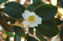 C.meiocarpa