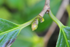 Camellia nitidissima knop