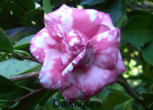 Daikagura japonica.jpg