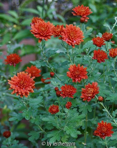 Winteraster (Dendranthema-Hybride), unbekannte Sorte