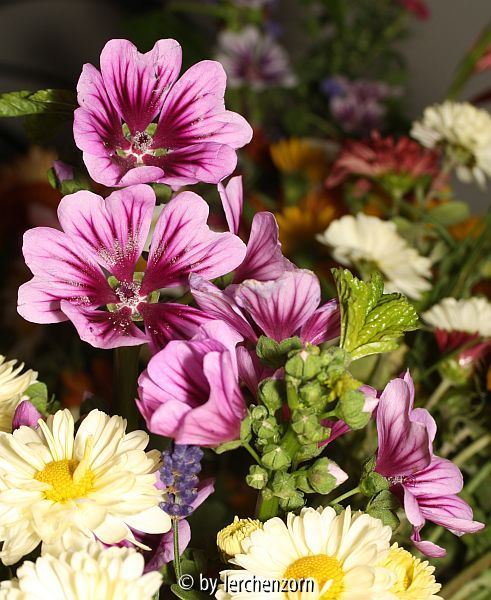 Zebra-Malve (Malva sylvestris 