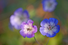 Buxton´s Blue