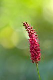 Persicaria ´Blackfield´