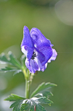 Aconitum arendsii