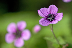 Geranium procurrens