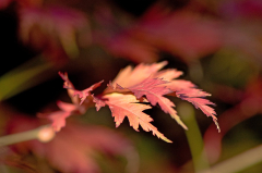 Acer aconitifolium