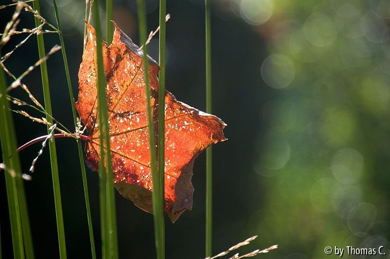 Eingefangenes Blatt 3