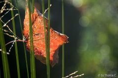Eingefangenes Blatt 3