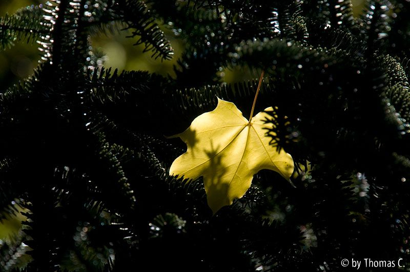 Eingefangenes Blatt 2