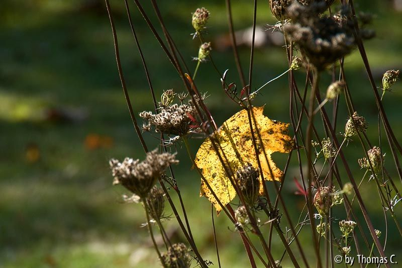 Eingefangenes Blatt 1