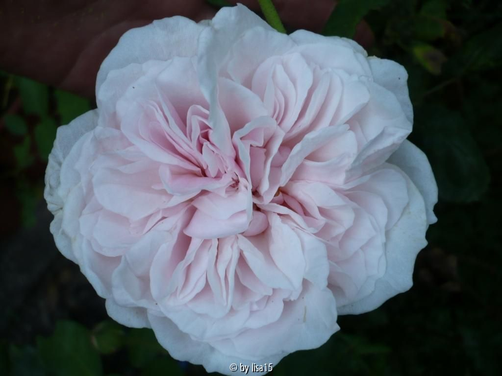 Rosa Bourbonica - Souvenir de la Malmaison