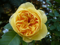 Engl. Rose - Graham Thomas