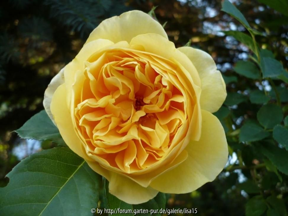 Englische Rose - Graham Thomas