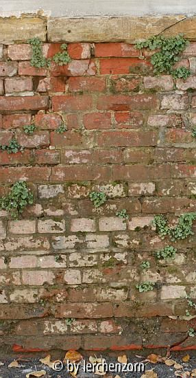 Zimbelkraut (Cymbalaria muralis)
