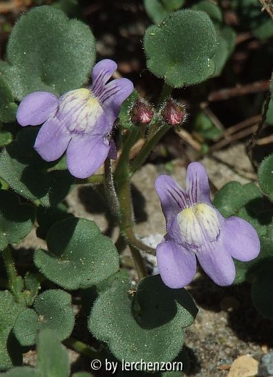 Blasses Zimbelkraut (Cymbalaria pallida)