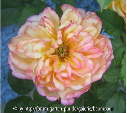 Rose Markgräfin Sophie Caroline