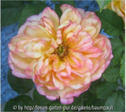 Rose Markgräfin Sophie Caroline