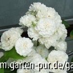 Rose Unschuld