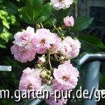 Rose Kirsch-Rose