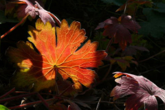 Blatt Gegenlicht