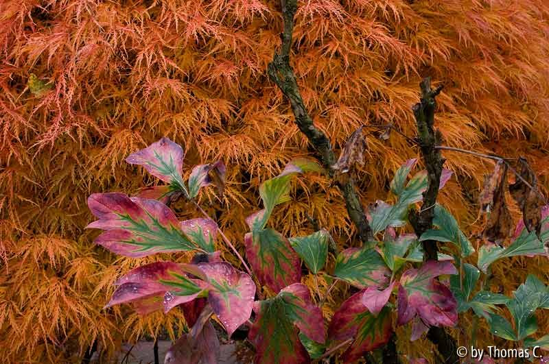 Herbstfarbakkord 4