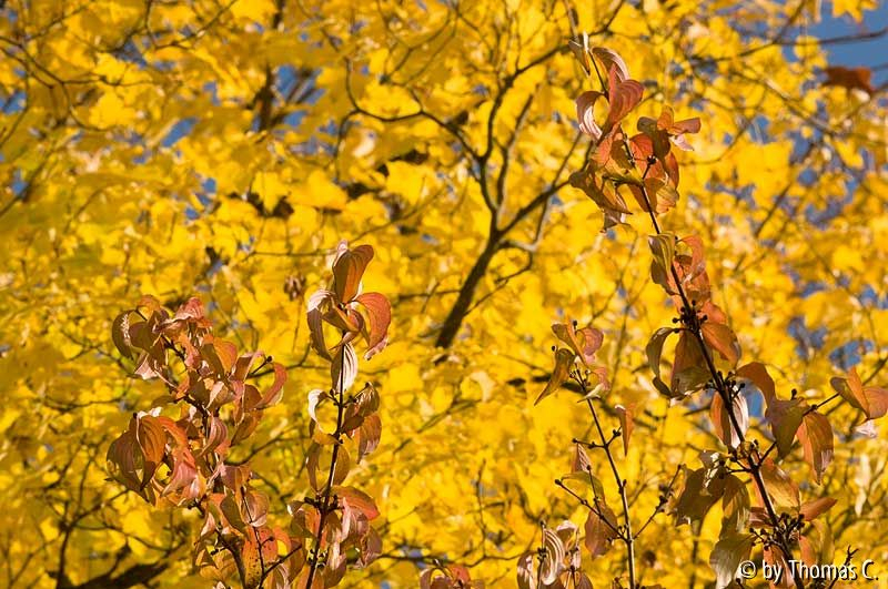 Herbstfarbakkord 3