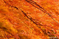 Herbstfarbakkord 2