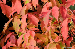 Herbstfarbakkord 1