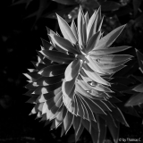 Betropfte Spirale