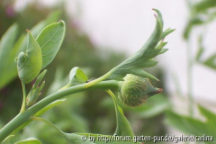 Knospe Romneya