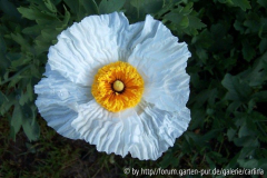 Blüte