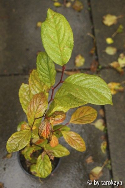 stewartia herbstlich