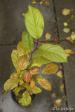 stewartia herbstlich