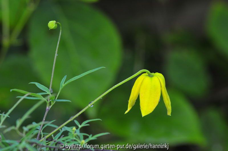 Clematis tibetana Sela mountain