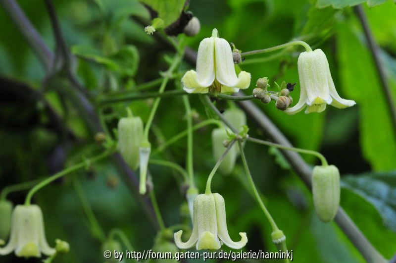 Clematis connata 2009