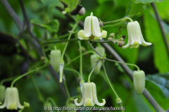 Clematis connata 2009
