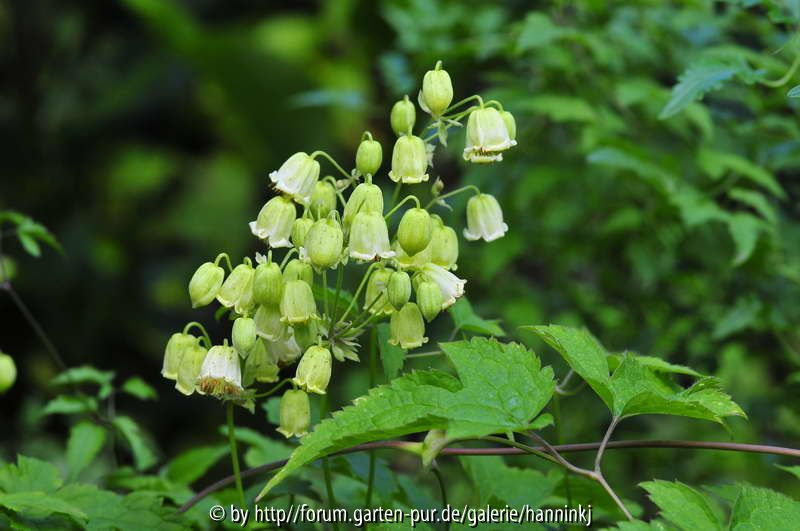 Clematis rehderiana 2009