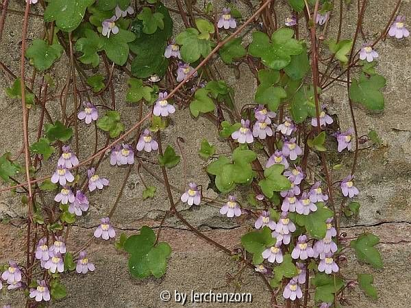Zimbelkraut (Cymbalaria muralis)_Okt