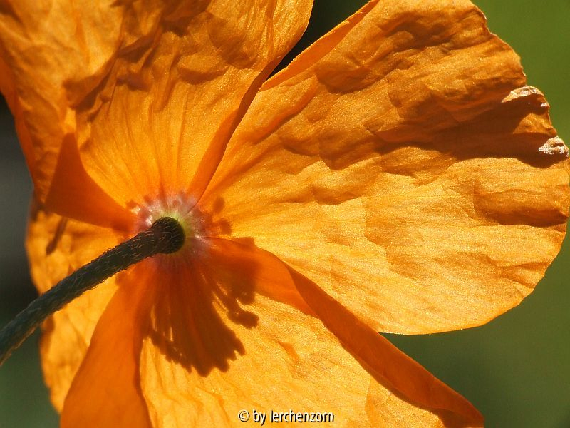 Marokko-Mohn (Papaver atlanticum)_Sept